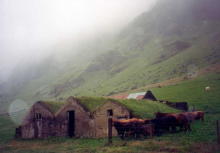 Niskie chaty pokryte trawą i pasące się bydło