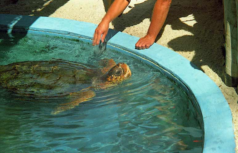 Aż 5 z 7 gatunków żółwi morskich ma swoje miejsca lęgowe u wybrzeży Brazyli