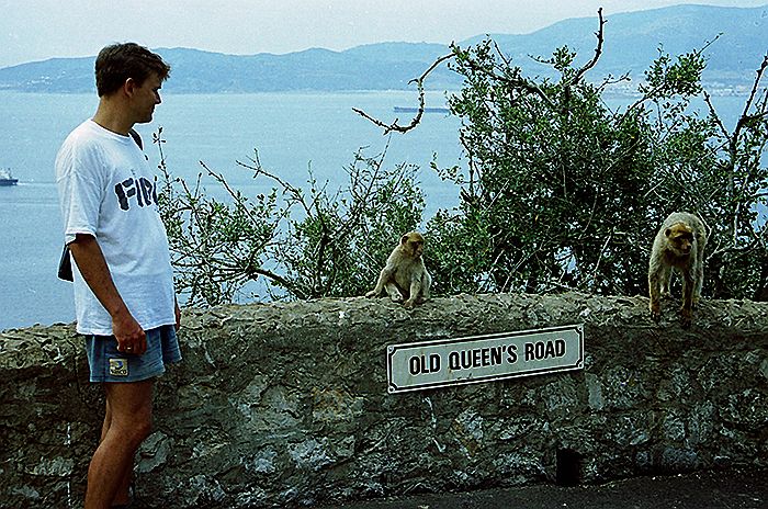 Gibraltarskie małpy