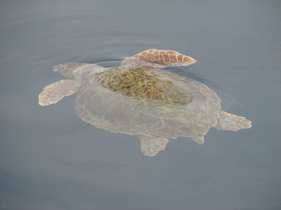 Żółw morski, którego minęliśmy w drodze na Eginę