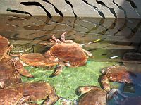 Kraby na Targu Rybnym