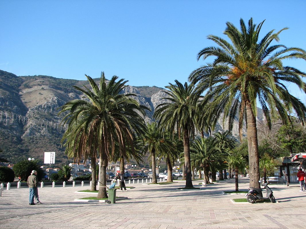 Palmy w Kotorze