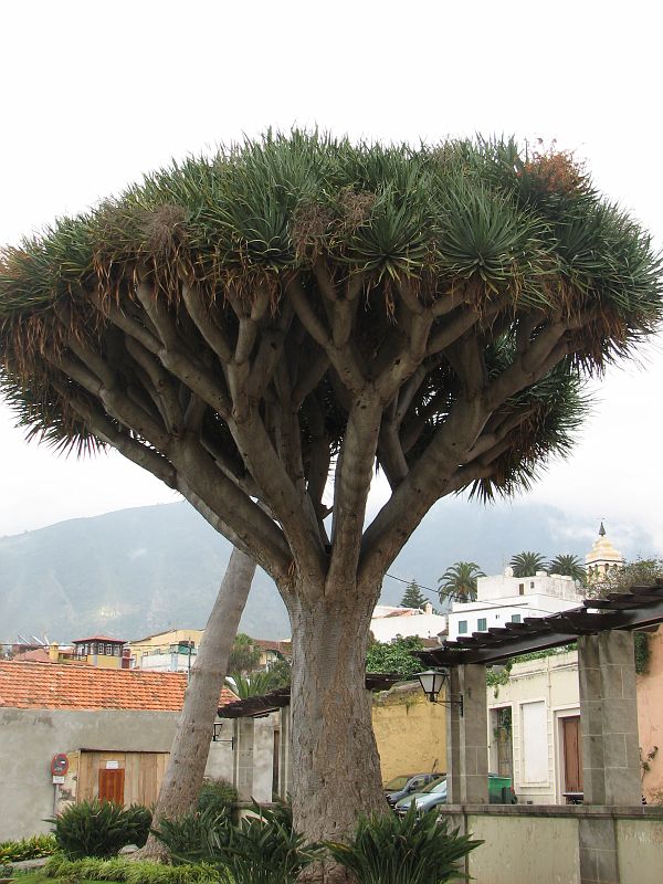 Smocze drzewo (Dracaena draco L.), La Orotava, Teneryfa