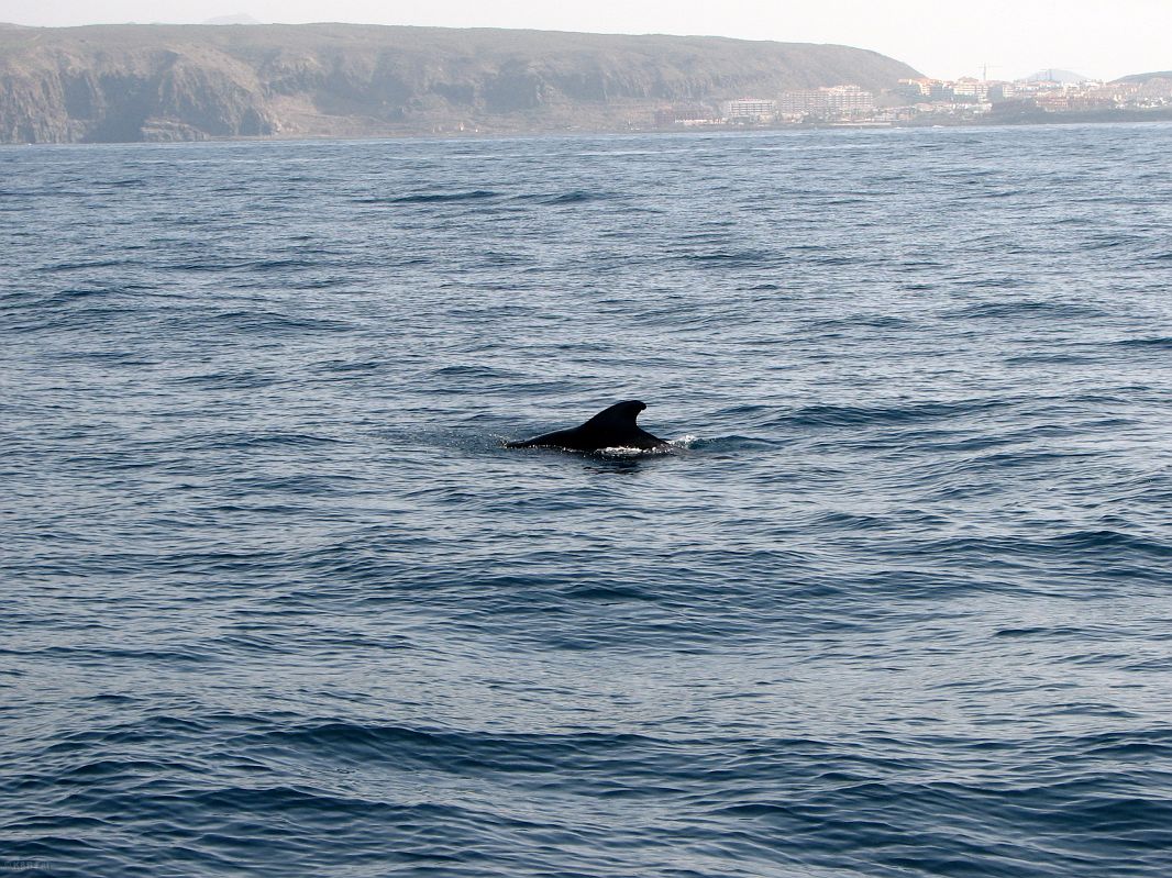 Wieloryb u wybrzeży Teneryfy