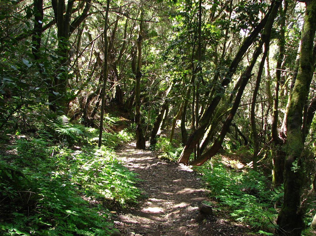 Trzeciorzędowy las, jeden z najstarszych terenów leśnych na ziemi, którego nie objęło ostatnie zlodowacenie, Gomera