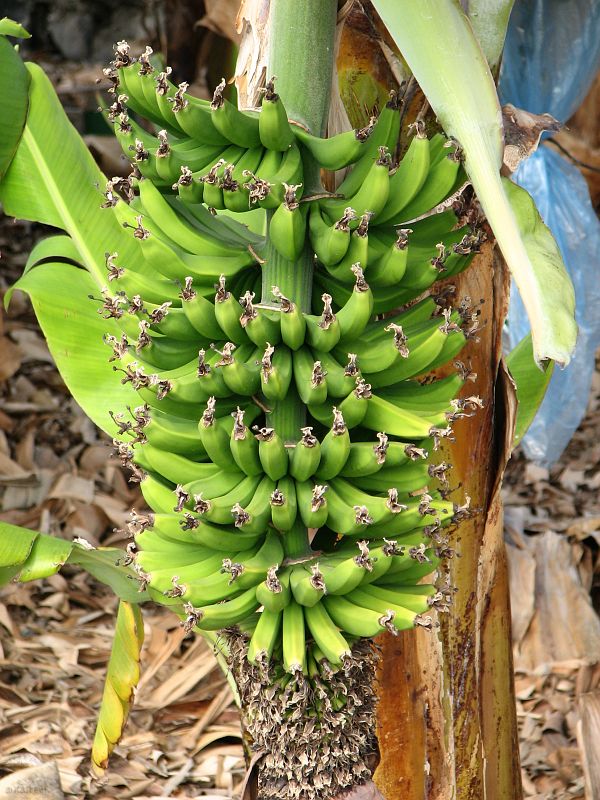 Kiść bananów, Gomera