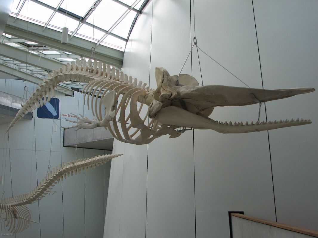 Szkielet wieloryba w  Ozeaneum