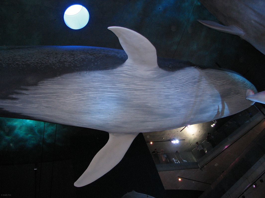 26 metrowy model płetwala błękitnego