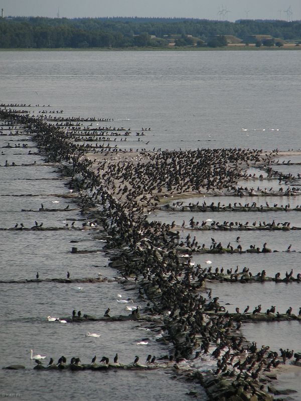 W południowej części wyspy jest miejsce dla kormoranów, żurawi i dzikich gęsi