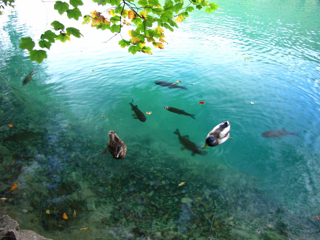 Jeziora mienią się kolorami od zielonego do niebieskiego, tworząc wraz z otaczającą zielenią niezapomniane widoki – Plitvice