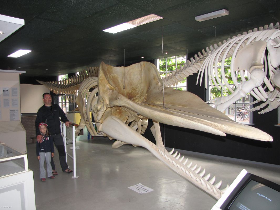 Na Vlieland - szkielet wieloryba w lokalnym muzeum
