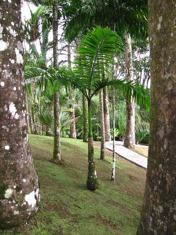 Różne gatunki palm w Jardin de Balata, Martynika