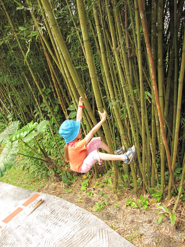 Wspinaczka na bambus, Jardin de Balata, Martynika