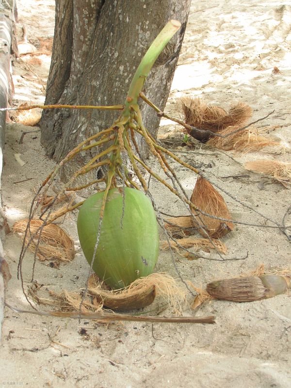 Znaleziony kokos, Clifton, Union Island