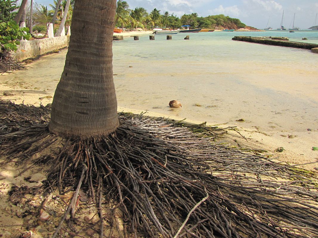 Korzenie palmy, Union Island