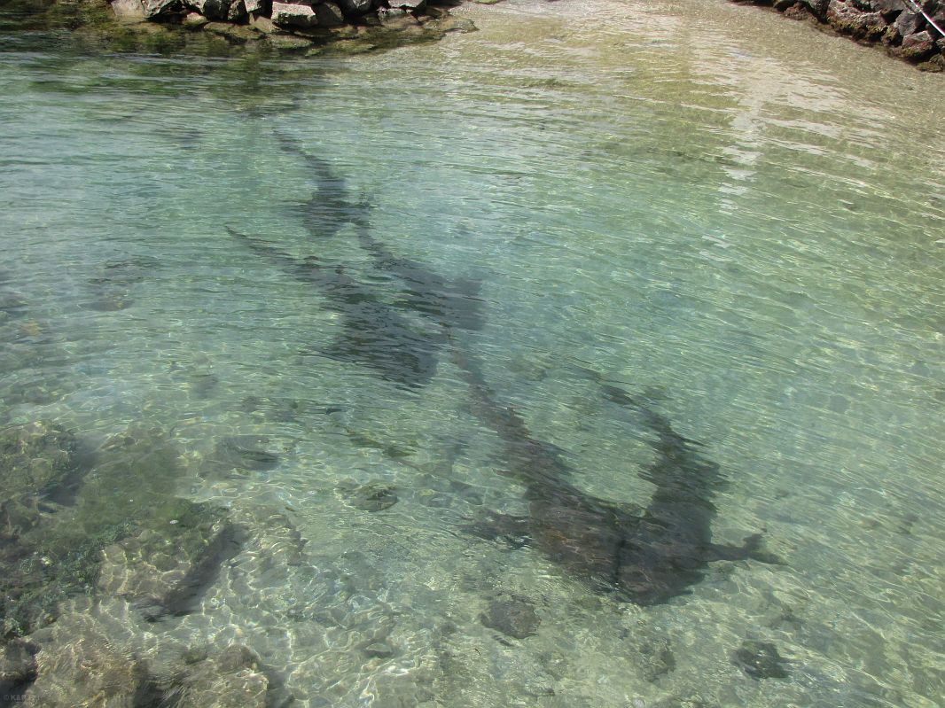 Rekiny w basenie przy restauracji, Clifton, Union Island