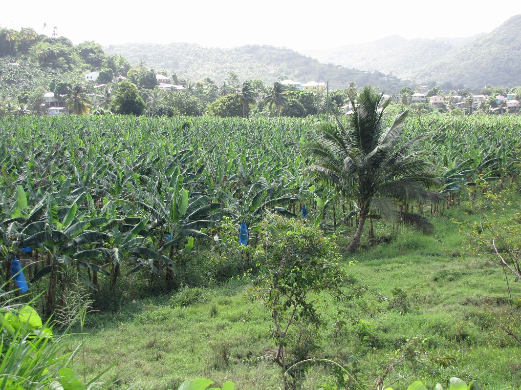 Plantacja bananów, St. Lucia