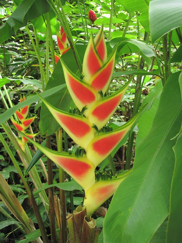 Heliconia, St. Lucia