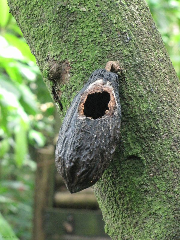 Owoc kakaowca, Diamond Botanical Gardens, St. Lucia