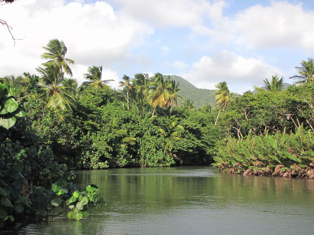 Rzeka leży tuż pod poziomem morza więc woda w niej jest mieszanką wody słodkiej i słonej, Indian River, Dominika