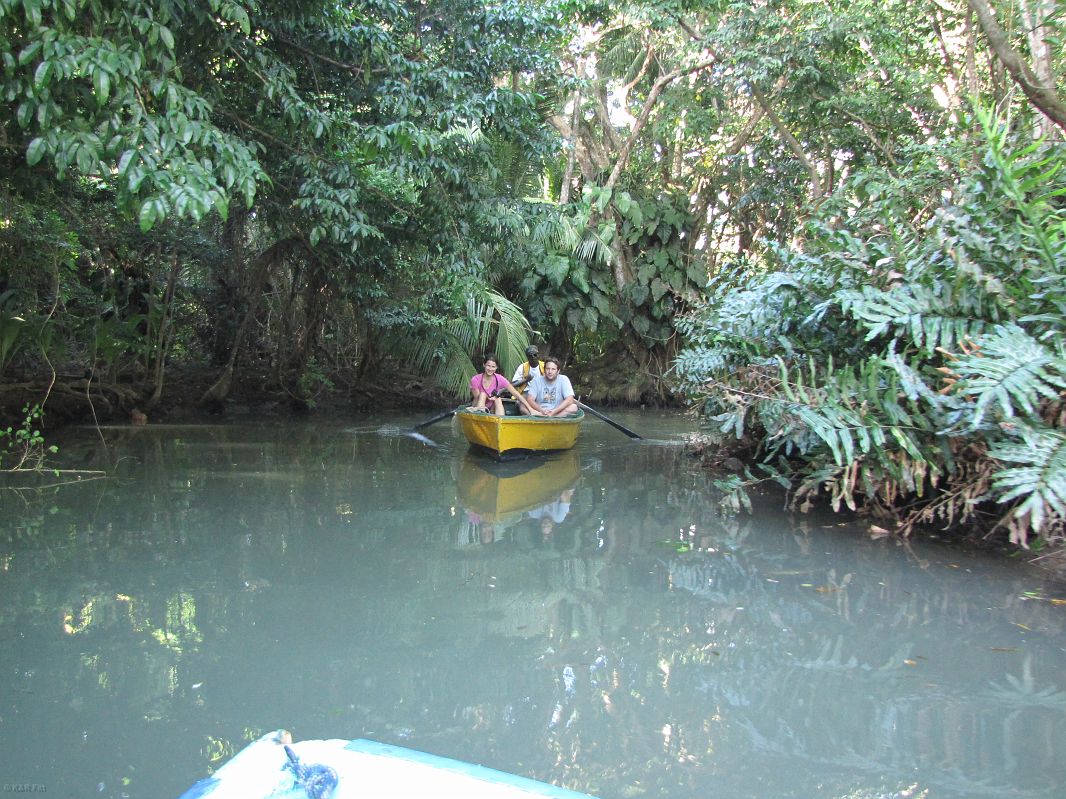 Wycieczką łodzią wiosłową poprzez las namorzynowy, Indian River, Dominika