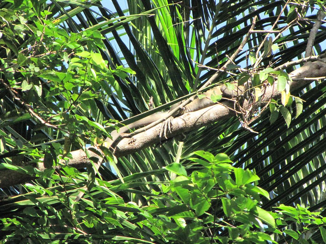 Legwan wylegujący się na gałęzi, Indian River, Dominika