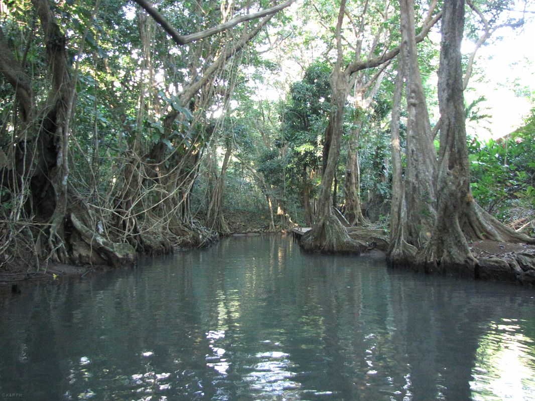 Teren jest podmokły i porośnięty przez majestatyczne drzewa Bwa Mang, Indian River, Dominika