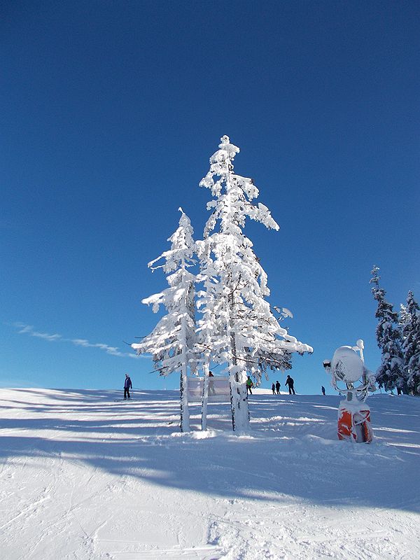 Drzewo obsypane śniegiem z armatki