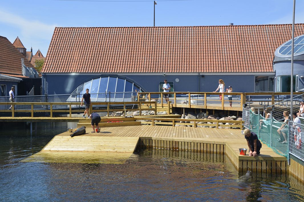 Fjord & Bælt - centrum badawcze nad fokami i morświnami
