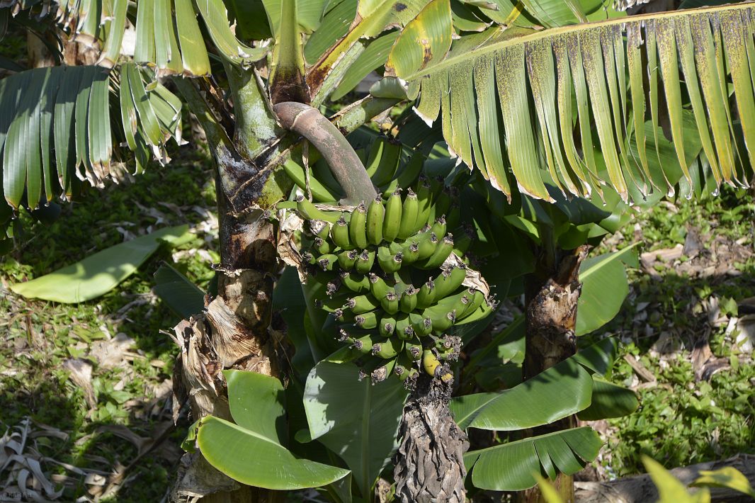 Bananowiec w przydomowym ogródku