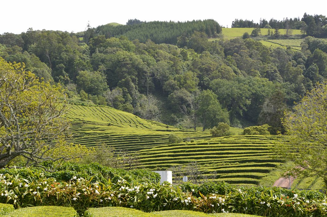 Azory są jedynym w Europie miejscem, gdzie uprawia się herbatę