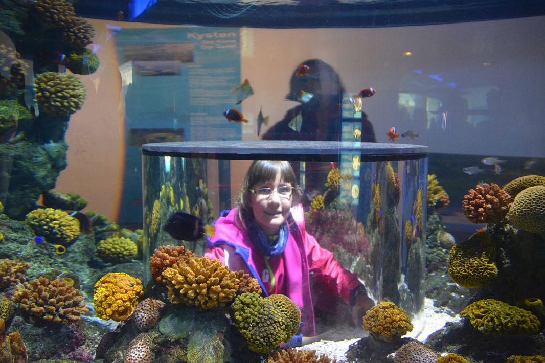 Oceanarium  w Legollandzie