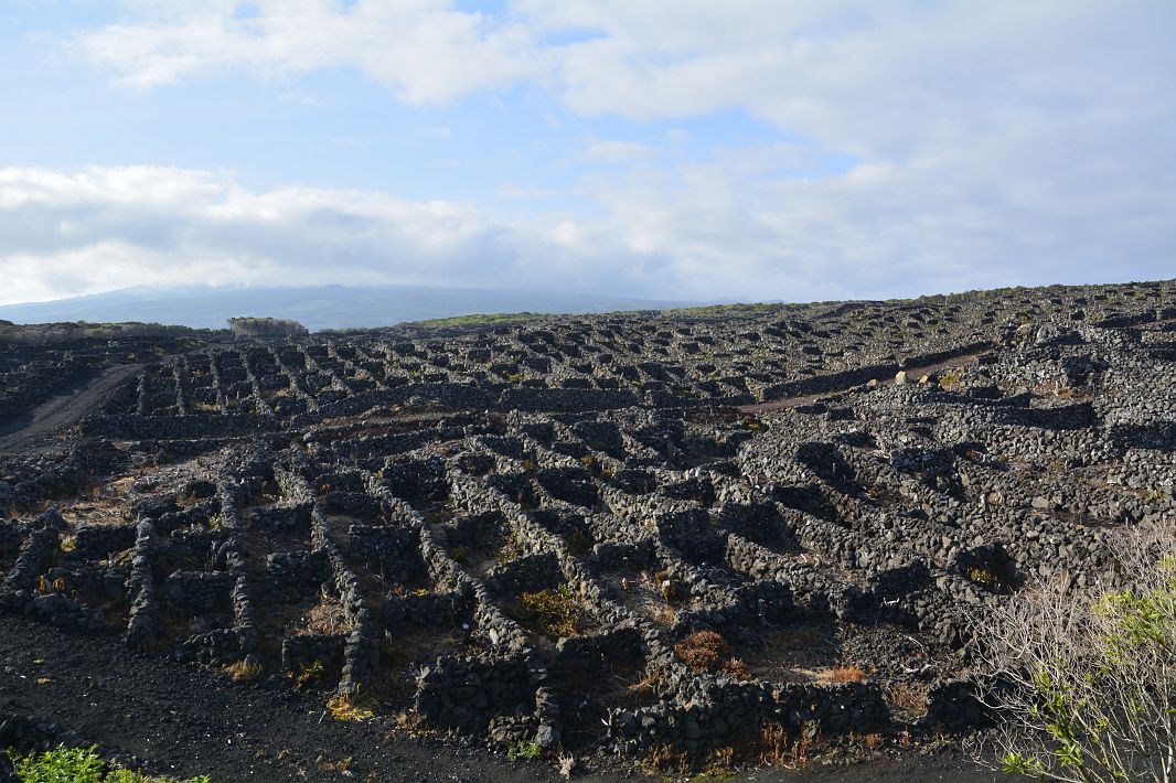 Krzaczki winorośli otoczone są systemem murków (curral, canada), zbudowanych z wulkanicznego bazaltu